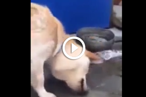 un chien tente de sauver la vie dun poisson